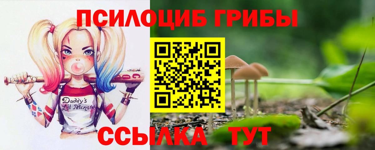 Псилоцибиновые грибы Psilocybine cubensis Кировск